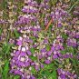 The Dirty Gardener Chinese Houses or Innocence Flowers - 10,000 Seeds