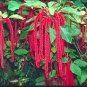 The Dirty Gardener Amaranthus Love Lies Bleeding Flowers - 50,000 Seeds