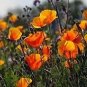 The Dirty Gardener Southwest Wildflower Seeds - 1 Pound