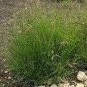 The Dirty Gardener Blue Grama Native Ornamental Grass - 1 Pound
