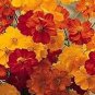 The Dirty Gardener Cosmos Bright Light Wildflower Mix - 1 Pound