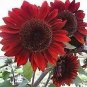 The Dirty Gardener Helianthus Annuus Velvet Queen Sunflower - 100 Seeds