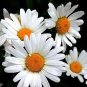 The Dirty Gardener Chrysanthemum Leucanthemum Ox-Eye Daisy Wildflowers - 0.5 LB