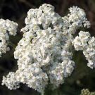 The Dirty Gardener Achillea Millefolium White Yarrow Wildflowers - 1 Pound