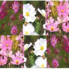 The Dirty Gardener Heirloom Cosmos Bipinnatus Sensation Flower Mix-64,000 Seeds