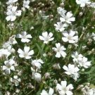 The Dirty Gardener Covent Garden Baby's Breath Flowers, 200+ Seeds