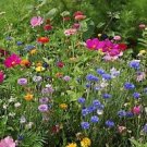 4th of July Wildflower Seed Mixture, 0.5 Pound/20,000 Sq Feet