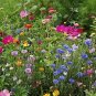 4th of July Wildflower Seed Mixture, 0.5 Pound/20,000 Sq Feet
