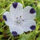 The Dirty Gardener Nemophila Maculata Five Spot Flowers - 1 Ounce