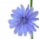 The Dirty Gardener Cichorium Intybus Chicory Wildflowers - 5 Pounds
