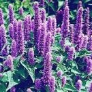The Dirty Gardener Heirloom Agastache Lavender Hyssop Flowers - 1 Ounce