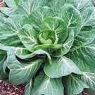 The Dirty Gardener Heirloom Organic Southern Georgia Collard Greens, 50+ Seeds