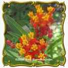 The Dirty Gardener Bloodflower Tropical Milkweed Flowers, 1,250 Seeds