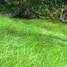 The Dirty Gardener Quickgrass Fast Growing Annual Grass Seed - 1 Pound