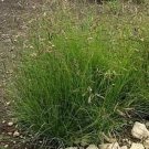 The Dirty Gardener Blue Grama Native Ornamental Grass - 25 Pounds