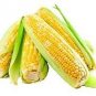 The Dirty Gardener Golden X Bantam Sweet Corn Seeds, 1 Pound