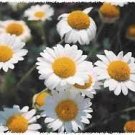 The Dirty Gardener Roman Chamomile Flowers - 1,000 Seeds