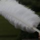 Single Layer Ostrich Feather Fans