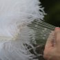 single layer White Ostrich Feather Fan Burlesque friend 25"x45"