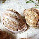 Natural Vintage Seashell Focal Bead, Pendant, 60mm, 1 pc.