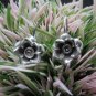 Thai Hill Tribe Earrings Pure Fine Silver Ethnic Cute Charms Flower R520