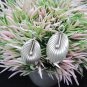 Thai Hill Tribe Earrings Pure Fine Silver Ethnic Dangle Hooks Leaf Party R523