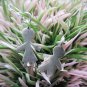 Thai Hill Tribe Earrings Pure Silver Ethnic Lovely Couple Date Kids R514