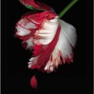 New Moon Hardcover Best seller