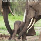 Beyond Words: What Animals Think and Feel Hardcover Best seller