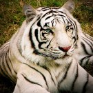 white tiger