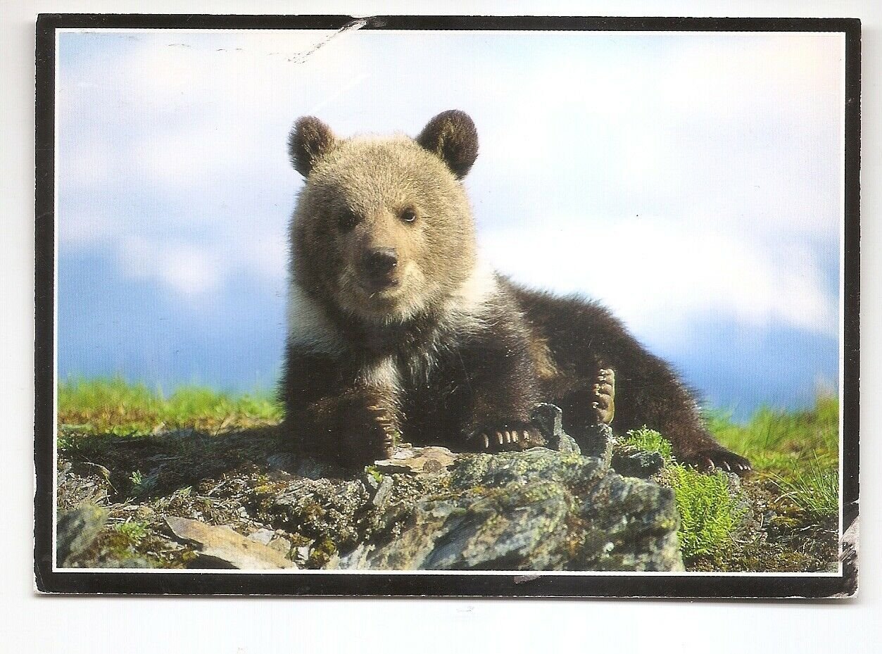 POSTCARD -  GRIZZLY BEAR CUB - Posted 2018
