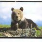 POSTCARD -  GRIZZLY BEAR CUB - Posted 2018