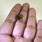 Smoky Quartz loose Stone 1 Pieces 10 x 10 mm Round Brown faceted Gemstone