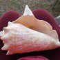 Large Vintage Queen Conch Seashell Sun Bleached