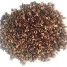1kg Celastrus Paniculatus Seeds Wildharvested India