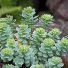 50 Rhodiola Rosea Seeds golden root, rose root, roseroot
