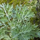 500+ Wormwood Seeds (Artemisia absinthium)