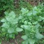 500 Nicotiana Rustica Seeds Sacred Aztec Tobacco