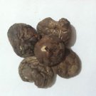 1 oz. Shitake Mushroom (Lentinus edodes) Organic & Kosher