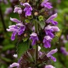 200 Horehound Seeds (Marrubium Vulgare)
