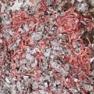 Red Wiggler Worms (Composting Worms) 1000 - 10000 count