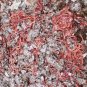 Red Wiggler Worms (Composting Worms) 1000 - 10000 count
