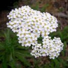 5000 White Yarrow Seeds (Achillea millefolium)
