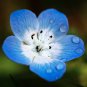 500 Baby Blue Eyes Seeds (Nemophila Menziesii)
