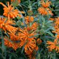 1000-10,000 Klip Dagga/Lions Tail (Leonotis Nepetifolia) Seeds