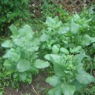 5000 Nicotiana Rustica Seeds Sacred Aztec Tobacco
