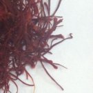 1 gram of high quality Iranian all red Sargol Saffron