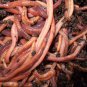 SUPER Red Wiggler Worms (Composting Worms) 250 - 5000 count