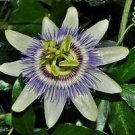 Passiflora Caerulea Passionflower Seeds 10 Seeds