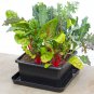 Self Watering Planter Metro Grower Kit Basic